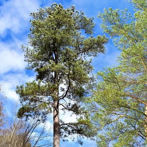 Loblolly Pine Tree